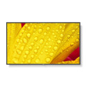 Sharp M431-2, 43 M-Series, LFD, Référence: W128934443